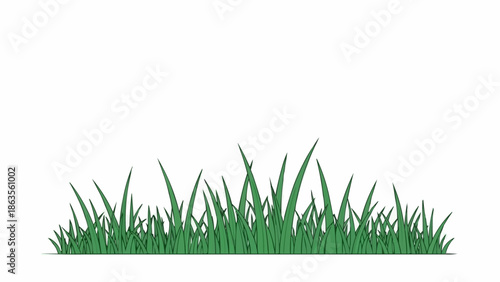 Green Grass Blades Growing Upward Isolated on White Background.
