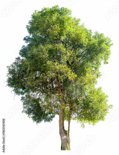 Large trees with edible fruits are completely separated from the white background.