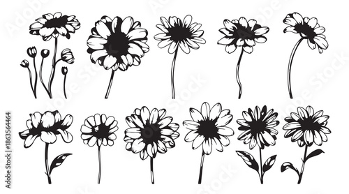Sunflower Daisy Flower Illustration Set, Hand Drawn Botanical Sketch Design, Black White Floral Doodle Art, Garden Bloom Graphic Collection, Nature Plant Clipart Bundle, Beautiful Petal Pattern Elemen