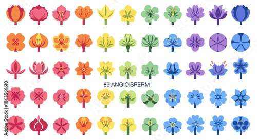 Angiosperm flower diagram showcases diverse blooms in vibrant colors on white backdrop