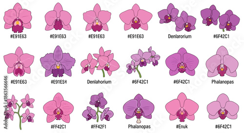 Assortment of vector illustration of different types of orchid flowers with color codes