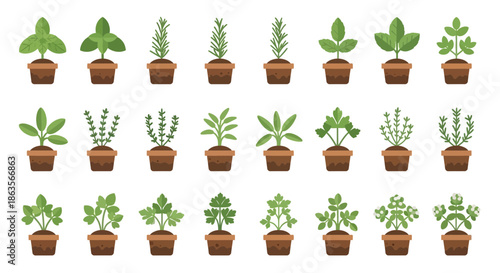 Collection of different herb plants in pots illustration graphic design vector set