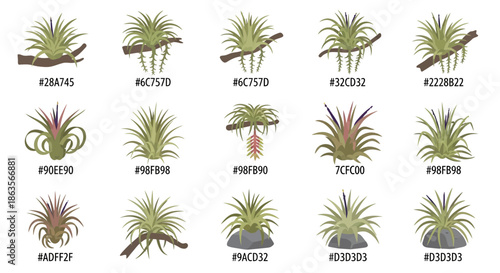 Collection of Different Tillandsia Air Plant Illustrations with Color Palette Codes