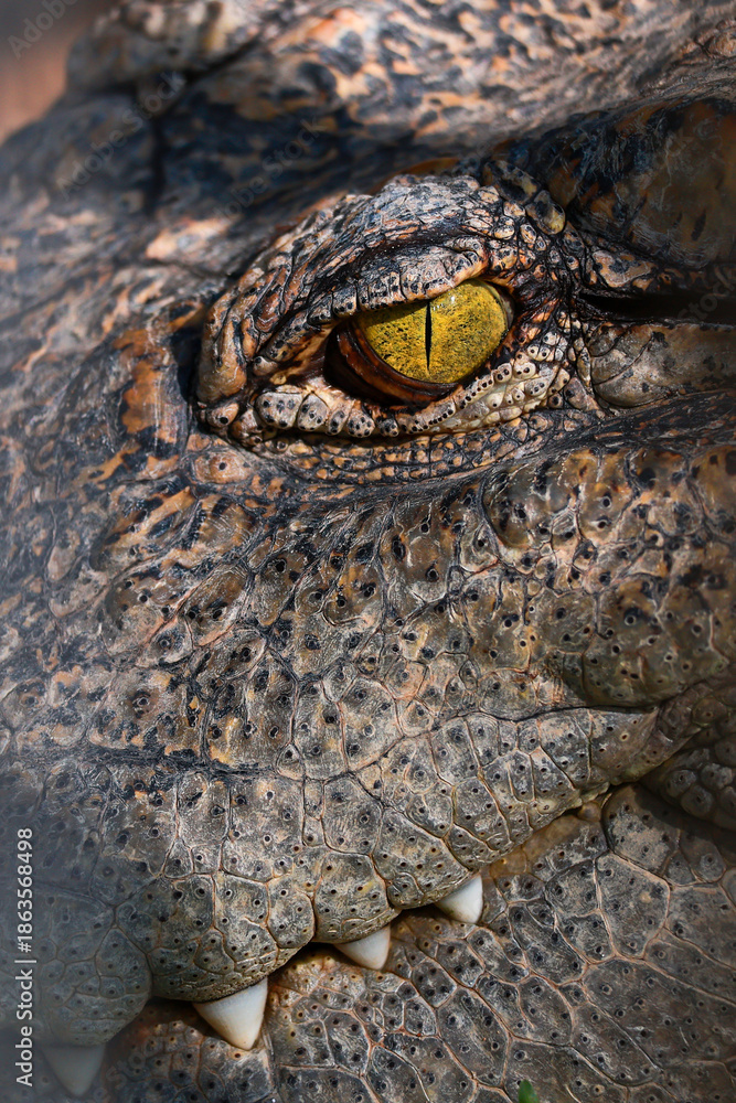 Fototapeta premium close up eye and skin crocodile