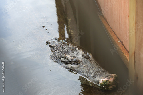 Bilde på lerret The crocodile is rest in hot spring watet at beppu,Japan.