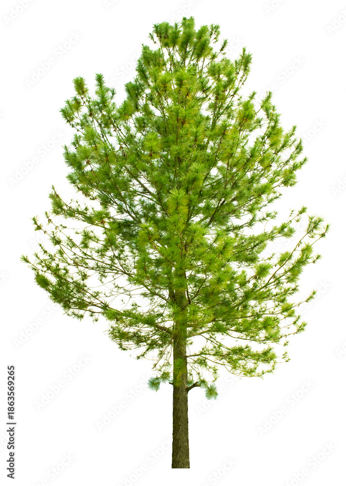 Obraz premium Large trees with edible fruits are completely separated from the white background.