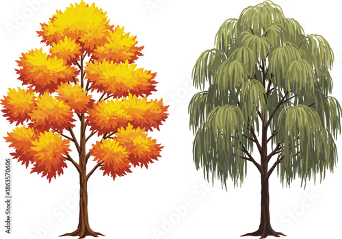 Autumn tree illustration, colorful foliage with yellow orange red leaves, weeping willow tree, green drooping branches, seasonal nature artwork, botanical comparison 