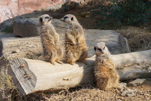 3匹のミーアキャット