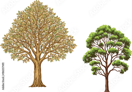 Autumn tree with golden leaves, green tree with foliage, seasonal nature landscape, botanical illustration, environmental contrast, forest growth, natural beauty