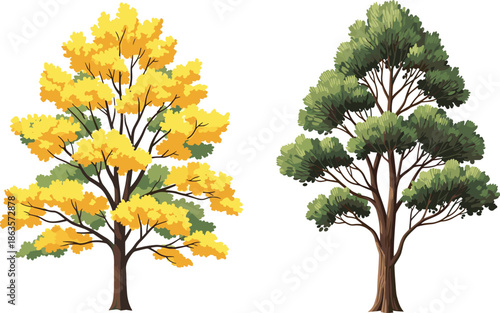 Autumn yellow tree, green conifer tree, seasonal contrast, nature landscape, foliage colors, botanical diversity, forest scene, outdoor environment, tranquil view