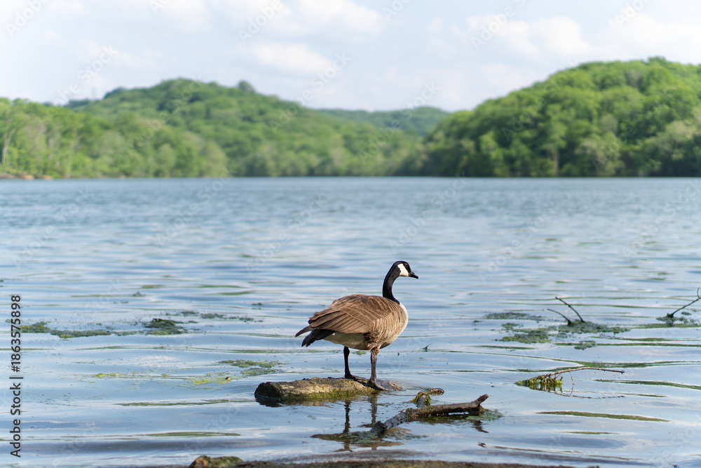 Fototapeta premium Wildlife Scene: Goose Standing Alone in a Blue Lake