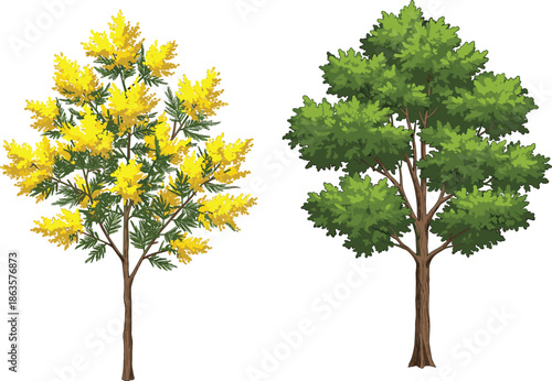 Cad drawing flat vector illustration, yellow flower tree, green foliage tree, botanical contrast, nature comparison, plant study, seasonal change, landscape design