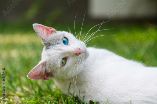 A white cat with green and blue eyes, lying in the outdoor garden, is staring intently.
