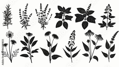 Collection of Hand Drawn Botanical Silhouettes of Herbs and Flowers.
