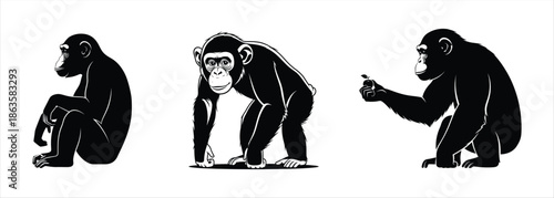 Vector illustrations of expressive chimpanzees in diverse poses and activities