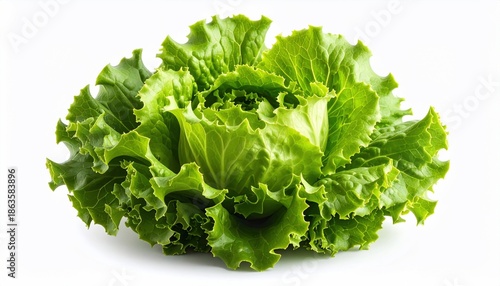 Fresh head of lettuce, bright green leaves, on white background