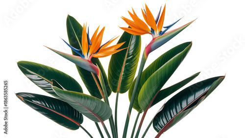 Bird of paradise flowers and leaves Isolated