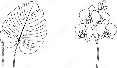 Beautiful tropical monstera leaf and orchid flowers illustration in simple black and white line art style perfect for botanical designs and decorations