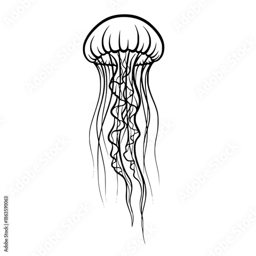 sea nettle jellyfish