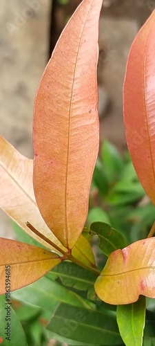 red and yellow leaf