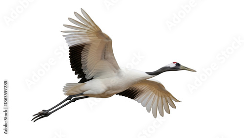 White crane in flight isolated on transparent background