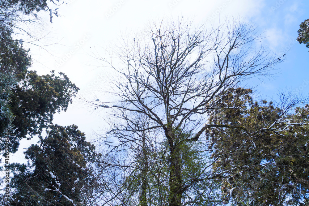 Fototapeta premium Winter, dead trees with snow, lonely atmosphere