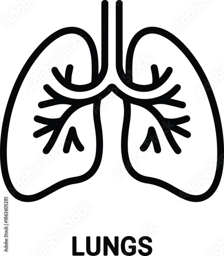 Human lungs outline anatomical illustration