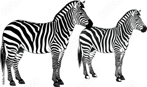 High detail vector illustration of two wild zebras with realistic black and white stripe patterns standing together on a clean white background for wildlife nature designs.