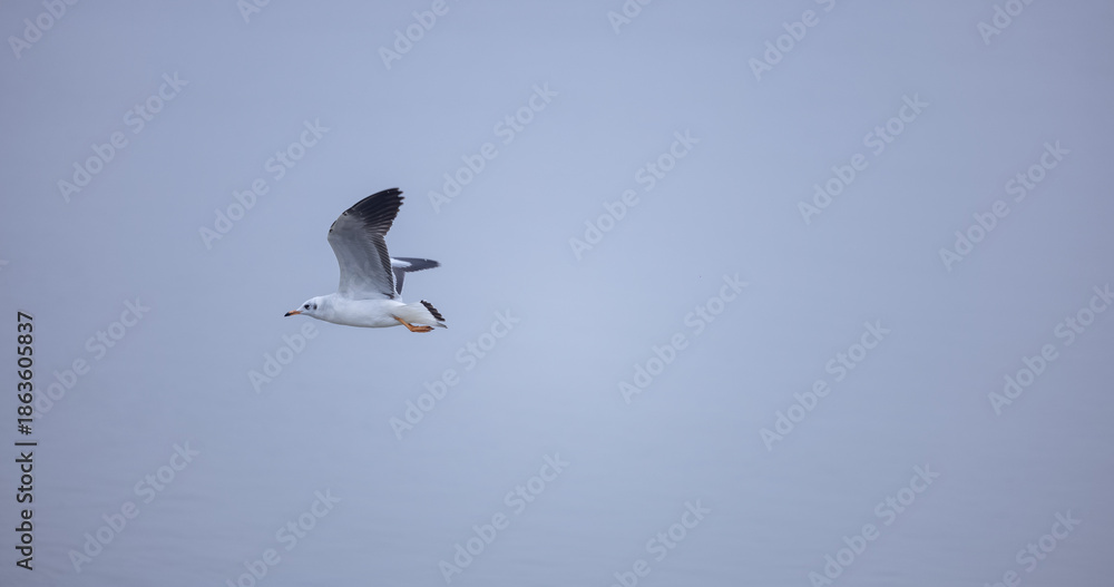Obraz premium Pallas Gull (Ichthyaetus ichthyaetus) bird in flight over river ganga in prayagraj during the maha kumbh mela.