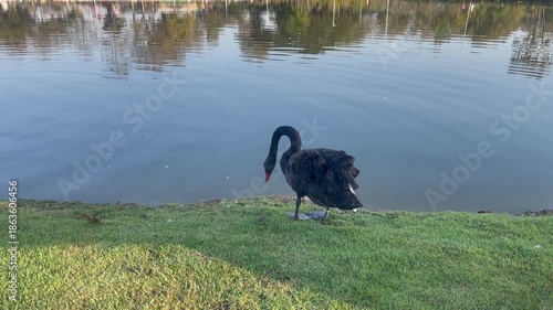 Swan on lake in nature