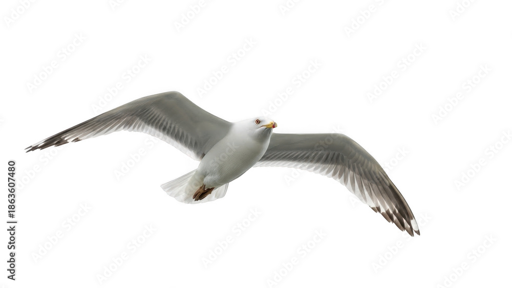 Fototapeta premium Seagull in flight isolated on transparent background