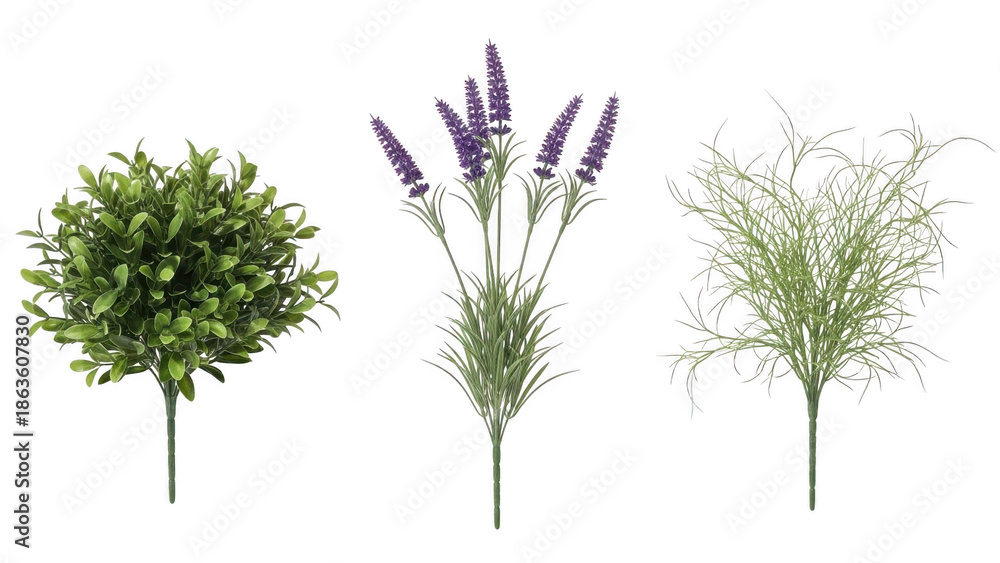 Fototapeta premium Collection of botanical plants isolated on transparent background