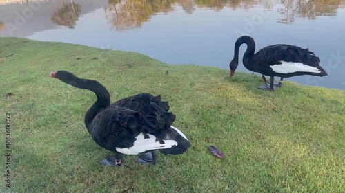 Swan on lake in nature