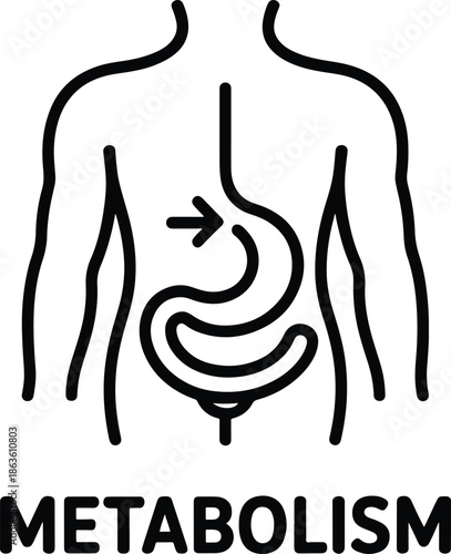 Metabolism illustration of human digestive system
