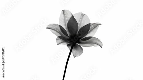 Monochromatic close-up of a delicate flower with translucent petals.