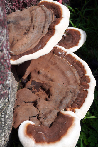 Ganoderma lucidum or wild lingzhi mushroom growing on a tree trunk in a garden, showing natural brown cap with white edges and organic forest texture.