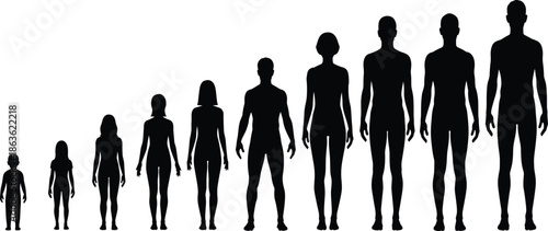 Human growth stages silhouette comparison from child to adult showing height progression, body development, and life cycle evolution