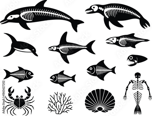 Marine animal skeletons