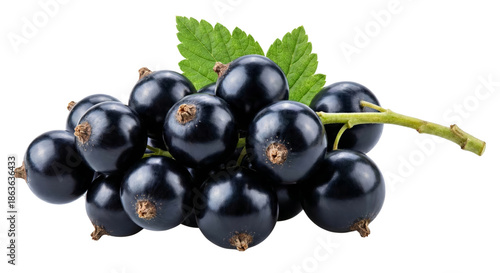 Fresh Blackcurrants on a Stem with Leaves, Isolated on White Background