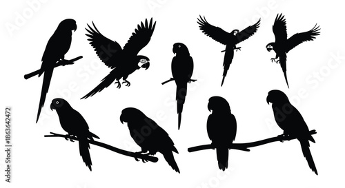 Silhouette illustrations of various parrots in different poses and arrangements