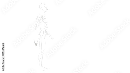 Minimal human anatomy line illustration showing side view skeletal and muscular structure isolated on white background for medical education design