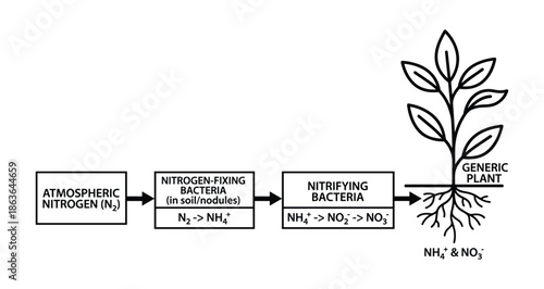 Detailed nitrogen cycle diagram showing the fixation process from atmospheric nitrogen to plant usable forms in soil.
