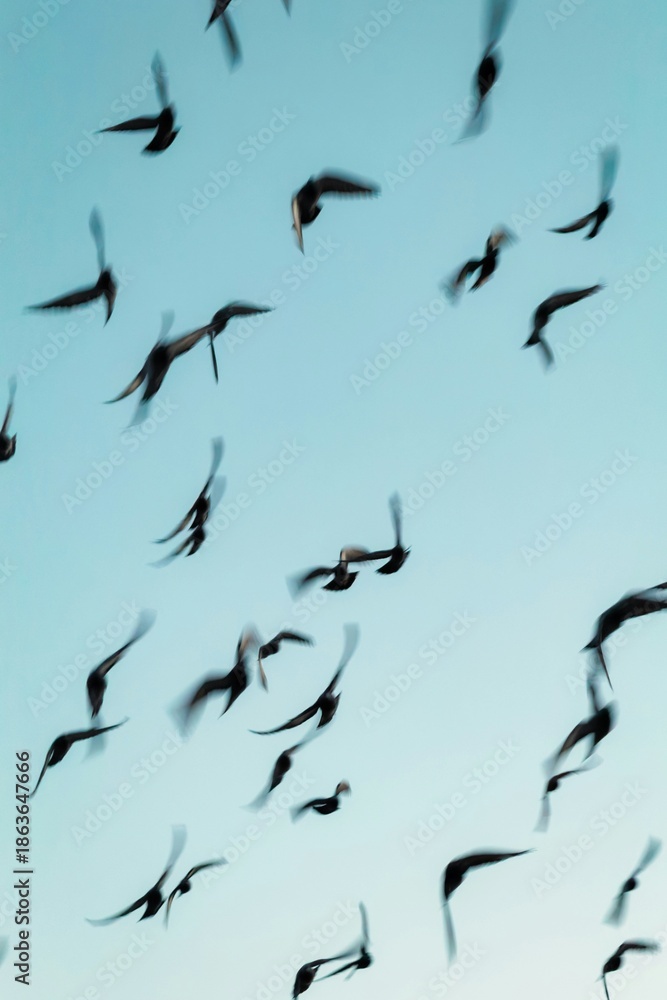 Obraz premium flock of seagulls