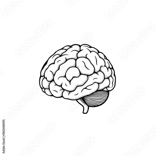 A detailed black and white illustration of a human brain with a striped pattern on the brainstem against a plain white background
