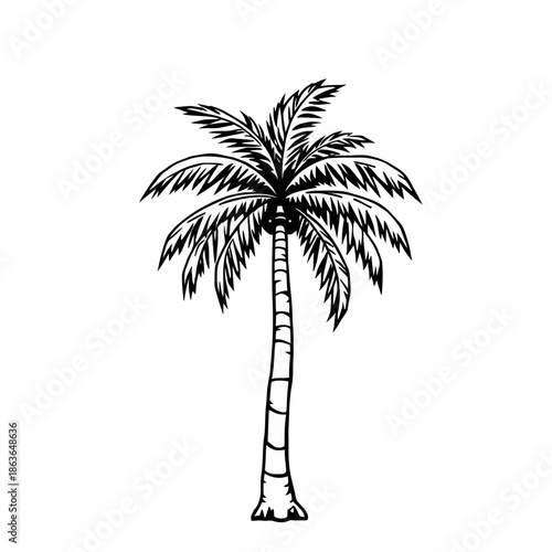 A simple black and white illustration of a palm tree with a slender trunk and feathery leaves on a plain white background