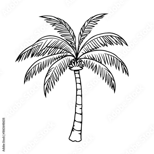 A simple black and white illustration of a palm tree with a slender trunk and feather-like leaves on a plain background