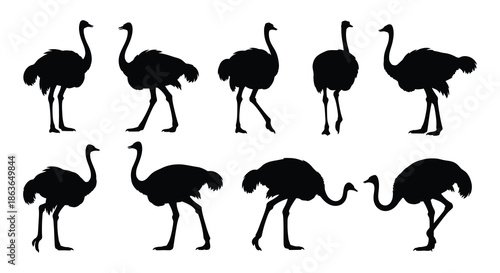 A collection of black silhouette images depicting several ostriches in various poses