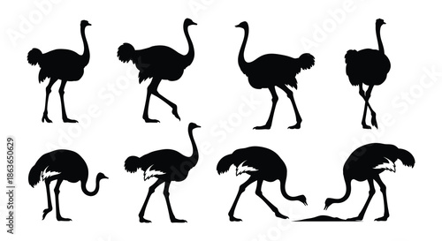 A collection of black silhouette images depicting several ostriches in various poses