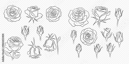 Set of beautiful rose flower buds and blooms in various stages of growth, black and white line art vector illustration.