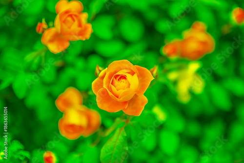 爛漫薔薇